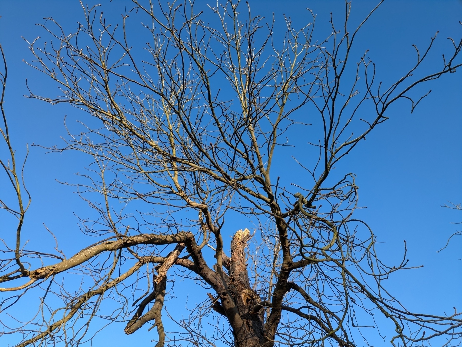 Auto-generated description: A leafless tree's branches extend against a clear blue sky.