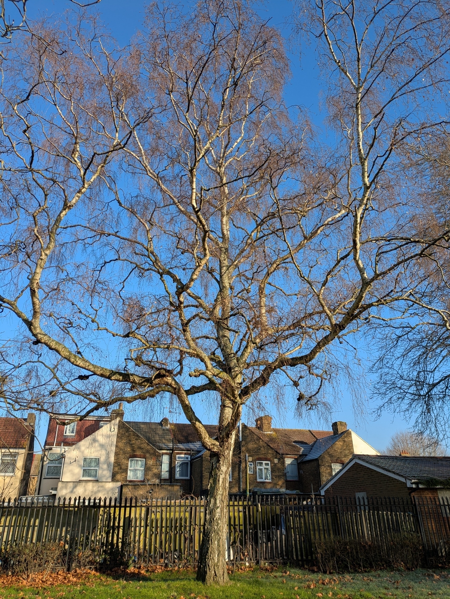 Auto-generated description: A large tree with bare branches stands in front of a row of houses and a fence, under a clear blue sky.