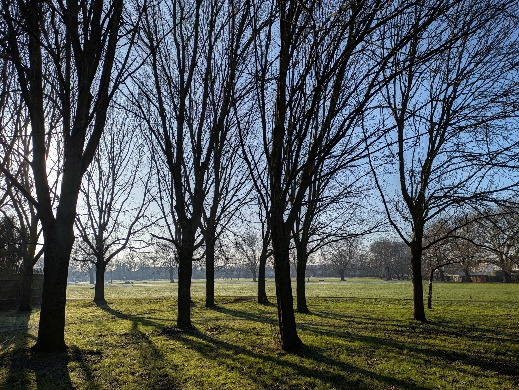 Auto-generated description: Tall, leafless trees stand in a sunlit park, casting long shadows on the grassy field.