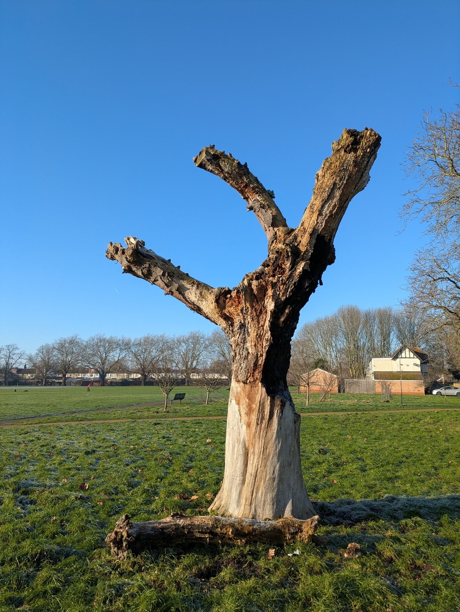 Auto-generated description: A leafless, weathered tree trunk with protruding branches stands in a grassy field under a clear blue sky.