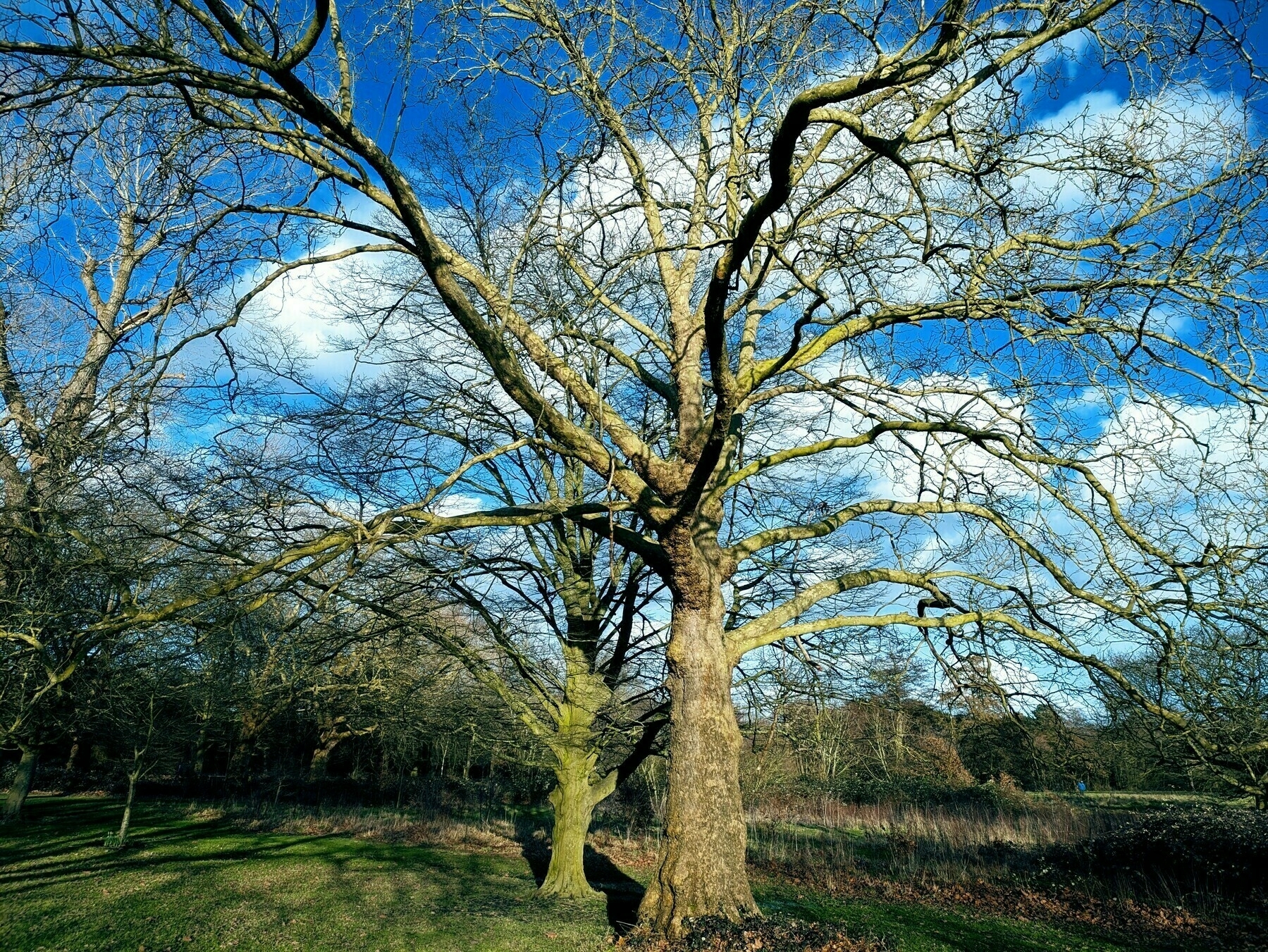 A large tree with bare branches stands under a bright blue sky with scattered white clouds.